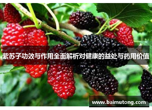 紫苏子功效与作用全面解析对健康的益处与药用价值